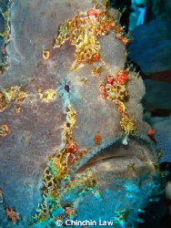 giant frogfish, manado by Chinchin Law 